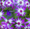 Cineraria plants with bright colors Poster Print by Sylvia Gulin - Item # VARPDDCN02SGU0035