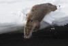 River otter crow into the Lamar River Poster Print by Ken Archer - Item # VARPDDNA02KAR1085
