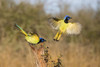 Green jay (Cyanocorax yncas) flying. Poster Print by Larry Ditto - Item # VARPDDUS44LDI2847
