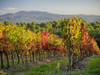 Autumn vineyards in Southern Tuscany Poster Print by Terry Eggers - Item # VARPDDEU16TEG1399