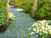 Netherlands, Lisse. River of flowers Poster Print by Terry Eggers - Item # VARPDDEU18TEG0121