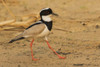 Pied lapwing strolling the rivers edge Poster Print by Ken Archer - Item # VARPDDNA02KAR0837