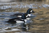 Barrow's goldeneye drakes in icy river Poster Print by Ken Archer - Item # VARPDDNA02KAR0941