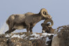 Rocky Mountain bighorn sheep rams head Poster Print by Ken Archer - Item # VARPDDNA02KAR1021