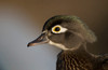 Wood duck female, close-up of head Poster Print by Richard Wright (24 x 18) # NA02RWR0026