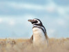 Magellanic Penguin, Falkland Islands Poster Print by Martin Zwick (24 x 18) # SA09MZW1134