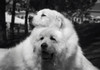 Great Pyrenees at the park Poster Print by Zandria Muench Beraldo (24 x 18) # US05ZMU1247
