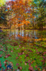 Fall foliage reflection in lake water Poster Print by Anna Miller (18 x 24) # US15AMI0284