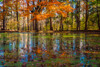 Fall foliage reflection in lake water Poster Print by Anna Miller (24 x 18) # US15AMI0312