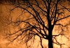 Canada. Cottonwood tree silhouette. Poster Print by Jaynes Gallery - Item # VARPDDNA01BJY0003