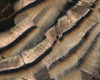 Close-up of wild turkey tail feathers Poster Print by Maresa Pryor - Item # VARPDDNA02MPR0147