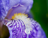 Close-up of dewdrops on a purple iris Poster Print by Julie Eggers (24 x 18) # US39JEG0059
