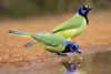 Green jay (Cyanocorax yncas) drinking. Poster Print by Larry Ditto - Item # VARPDDUS44LDI2843