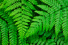 Lady-fern (Athyrium filix-femina) Poster Print by Alan Majchrowicz (24 x 18) # US48AMA0115