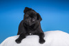 Black Pug puppy resting on a pillow.  Poster Print by Janet Horton - Item # VARPDDUS48JHO0115