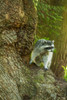 Issaquah, WA. Wild raccoon in a tree. Poster Print by Janet Horton - Item # VARPDDUS48JHO1063