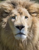 Lion. Western Cape Province, South Africa. Poster Print by Keren Su - Item # VARPDDAF42KSU0069