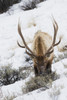 Rocky Mountain bull elk, winter survival Poster Print by Ken Archer - Item # VARPDDNA02KAR0959