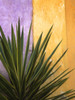 Mexico. Plant against colorful wall.  Poster Print by Jaynes Gallery - Item # VARPDDSA13BJY0273