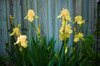 Yellow bearded iris and rustic wood fence Poster Print by Anna Miller (24 x 18) # NA01AMI0480