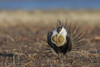 Greater sage-grouse, courtship performance Poster Print by Ken Archer - Item # VARPDDNA02KAR0991