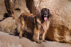 Leonberger on granite boulders Poster Print by Zandria Muench Beraldo (24 x 18) # US05ZMU1345