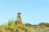 Meerkat. Western Cape Province, South Africa. Poster Print by Keren Su - Item # VARPDDAF42KSU0067
