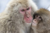 Snow monkeys wintering in Nagano, Japan. Poster Print by Darrell Gulin - Item # VARPDDAS15DGU0166