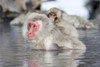 Snow monkeys wintering in Nagano, Japan. Poster Print by Darrell Gulin - Item # VARPDDAS15DGU0173