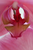 USA, California. Detail of pink orchid. Poster Print by Jaynes Gallery - Item # VARPDDUS05BJY1366