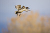 Northern Pintail (Anas acuta) duck landing Poster Print by Larry Ditto - Item # VARPDDUS32LDI0142
