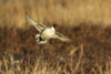 Northern Pintail (Anas acuta) duck landing Poster Print by Larry Ditto - Item # VARPDDUS32LDI0143