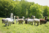 Alpaca Farm. Millbrook, New York, USA Poster Print by Julien McRoberts - Item # VARPDDUS33JMR0724