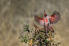 Pyrrhuloxia (Cardinalis sinuatus) landing. Poster Print by Larry Ditto - Item # VARPDDUS44LDI2912