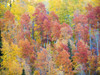 USA, Utah. Logan Canyon, colorful aspens. Poster Print by Terry Eggers - Item # VARPDDUS45TEG0009