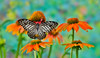 Tropical butterfly on orange cone flower Poster Print by Darrell Gulin (24 x 18) # US48DGU1625