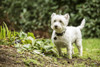 Issaquah, WA. Westie exploring the yard.  Poster Print by Janet Horton - Item # VARPDDUS48JHO0044