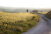 Italy, Val d' Orcia. Road to farmhouse.  Poster Print by Jaynes Gallery - Item # VARPDDEU16BJY0400