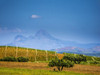 Italy, Sicily, Trapani. Alcamo countryside Poster Print by Terry Eggers - Item # VARPDDEU16TEG1438