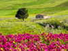 Italy, Sicily, Trapani. Alcamo countryside Poster Print by Terry Eggers - Item # VARPDDEU16TEG1448