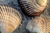 Seashells on Sanibel Island in Florida, USA Poster Print by Chuck Haney - Item # VARPDDUS10CHA0146