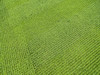 Corn field, Marion County, Illinois Poster Print by Richard & Susan Day - Item # VARPDDUS14RDY2400