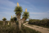 Spanish dagger (Yucca treculeana) in bloom. Poster Print by Larry Ditto - Item # VARPDDUS44LDI3052
