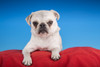White Pug puppy resting on a red cushion.  Poster Print by Janet Horton - Item # VARPDDUS48JHO0107
