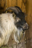 Issaquah, WA. African Pygmy goat portrait. Poster Print by Janet Horton - Item # VARPDDUS48JHO0800