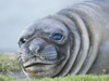 Southern elephant seal weaned pup on beach. Poster Print by Martin Zwick - Item # VARPDDAN02MZW0052