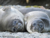 Southern elephant seal weaned pup on beach. Poster Print by Martin Zwick - Item # VARPDDAN02MZW0057