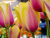 Netherland, Lisse. Close-up image of tulips Poster Print by Terry Eggers - Item # VARPDDEU18TEG0070