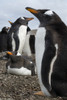 Gentoo penguin colony, Pygoscelis papua. Poster Print by Sergio Pitamitz - Item # VARPDDSA09SPI0032