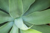 USA, Hawaii, Kauai. Agave plant close-up. Poster Print by Jaynes Gallery - Item # VARPDDUS12BJY0105